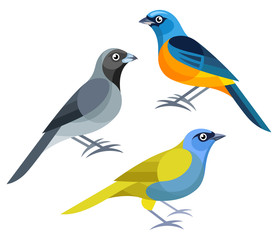 Stylized Birds - Blue-and-yellow Tanager, Black-faced Tanager, Blue-capped Tanager