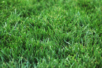 Fototapeta premium Green Grass Texture for background