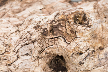 Weathered wood on the beach