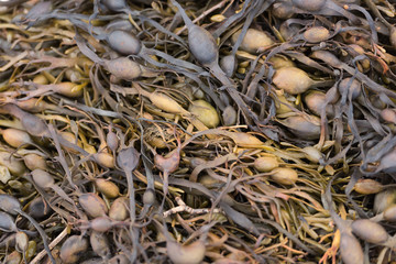 Seaweed on the beach