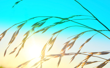 grass and sun at dawn. selective focus. artistic processing.