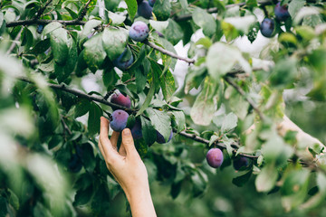 woman picking plums from a tree © dsheremeta