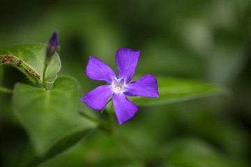 Flower of the Bigleaf Periwinkle