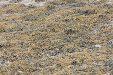Beach moss