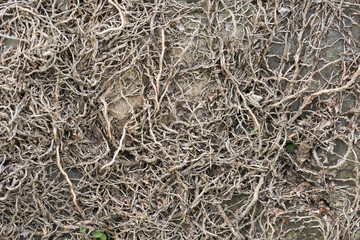 Seaweed on the beach