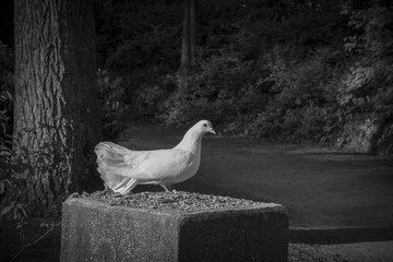 White Dove