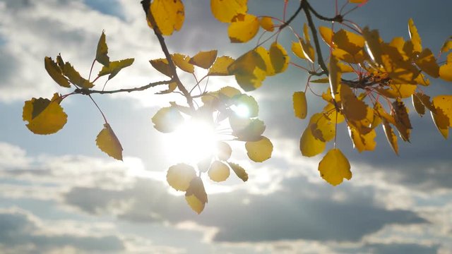 Yellow aspen sunlight leaves against the blue sky background. leaves forest and beautiful sun glare sun landscape autumn