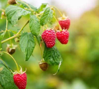 branch of raspberry with big red ripe berries