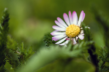 White small flower in the grass. Close-up photo
