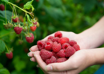 Woman hands with big red raspberries