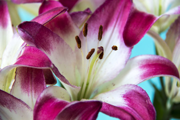 Beautiful pink-white lily close-up of a stamen.