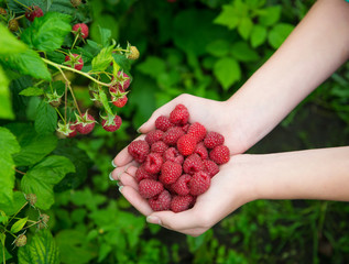 Woman hands with big red raspberries © draw05