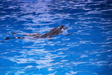 Fototapeta premium Dolphins in the ocean. Dolphins with a scratched back. Hunting for dolphins. Animal protection.