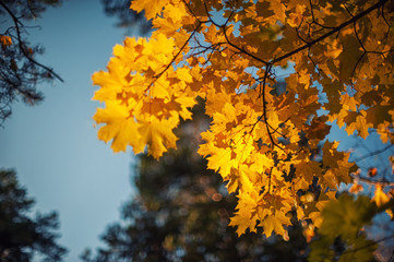 Autumn leaves, for background, very shallow dof
