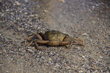 Sand Crab on the Beach Closeup in the summer.