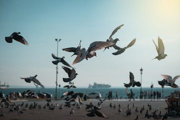 Flock of pigeons coming down on seaside park