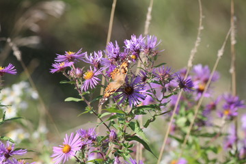 Painted Lady Butterfly ( Vanessa cardui ) on New England Aster at the end of the summer.    season.

