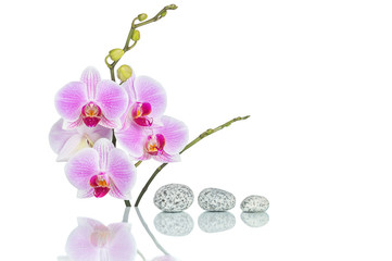 Inflorescence of butterfly orchid and massage stones with water drops and reflection isolated on white background