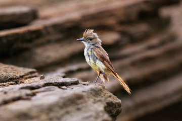 Galapagos flycatcher on Santiago Island, Galapagos National Park, Ecuador