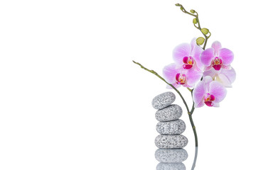 Inflorescence of butterfly orchid and massage stones with reflection isolated on white background