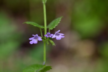 Flowers of a ground ivy