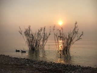 Sonnenuntergang am Gardasee mit Enten im Schilf am Ufer