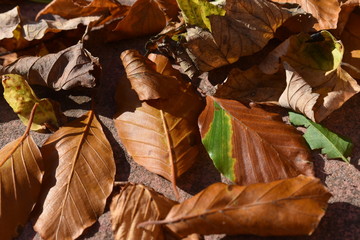 Fallen Leaves