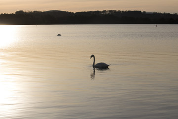 Swan on Loch at Sunset