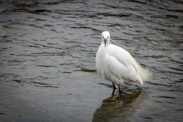 Little Egret, Kyoto, Japan