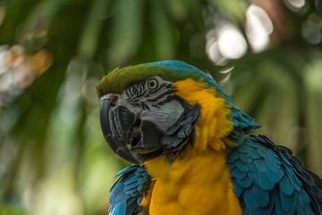 Isolated yellow and blue macaw front view