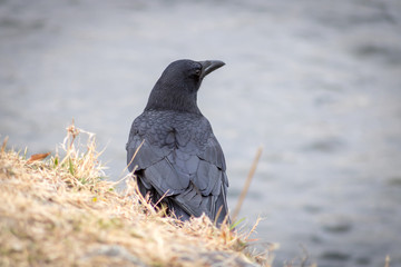 Obraz premium Asian Jungle Crow