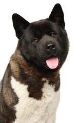 American Akita on white background