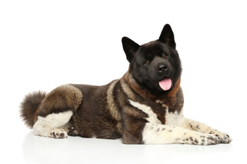 American Akita posing on white background