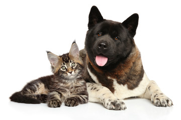 Cat and dog together on white background