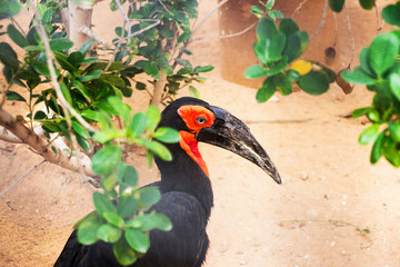Southern Ground Hornbill. Bucorvus leadbeateri with a red head and blue eyes. Shallow focus. Focus on the bird's head. Selective focus.