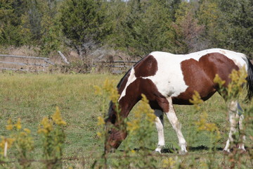 Pinto colored horse in a small fenced in corral.   