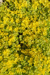 Beautiful yellow flowers in the garden on the ground.