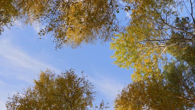 Low angle view of top of a tree on blue sky. Crowns of trees with golden foliage rotate clockwise.
