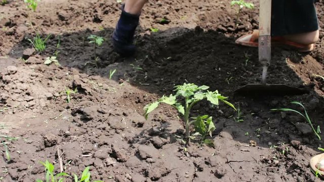 A woman farmer weeds the garden, cleans weeds around young green plants,Person chopping weeds with mattock. Working on a land plot. Outdoor weed raker garden soil grading.