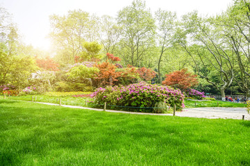 Park green trees
