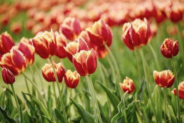 Spring sunny meadow with orange red tulip flowers, floral natural seasonal easter background with copy space