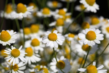 Fototapeta premium Chamomile flowers