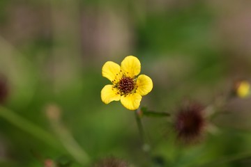 Flower of a wood avens herb