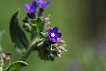 Flower of a common bugloss or alkanet