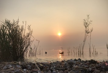 Enten im Schilf am Ufer bei Sonnenuntergang am See - Gardasee