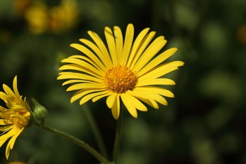 Flower of a Great Leopards Bane