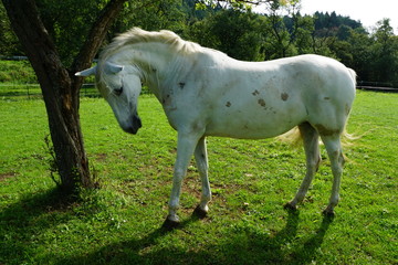 Pferd azf der koppel 