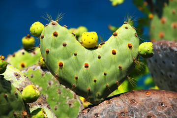 Galapagos prickly pear in heart shape on Rabida Island, Galapagos National Park, Ecuador
