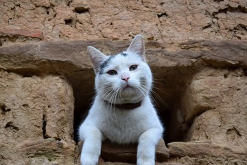 Kater Karl (02)