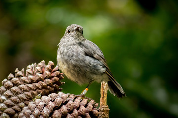 North Island Robin, New Zeland